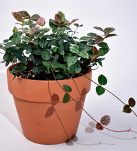 Trachelosperum Asiaticum - terracotta pot - Just plant - Tumbleweed Plants - Online Plant Delivery Singapore