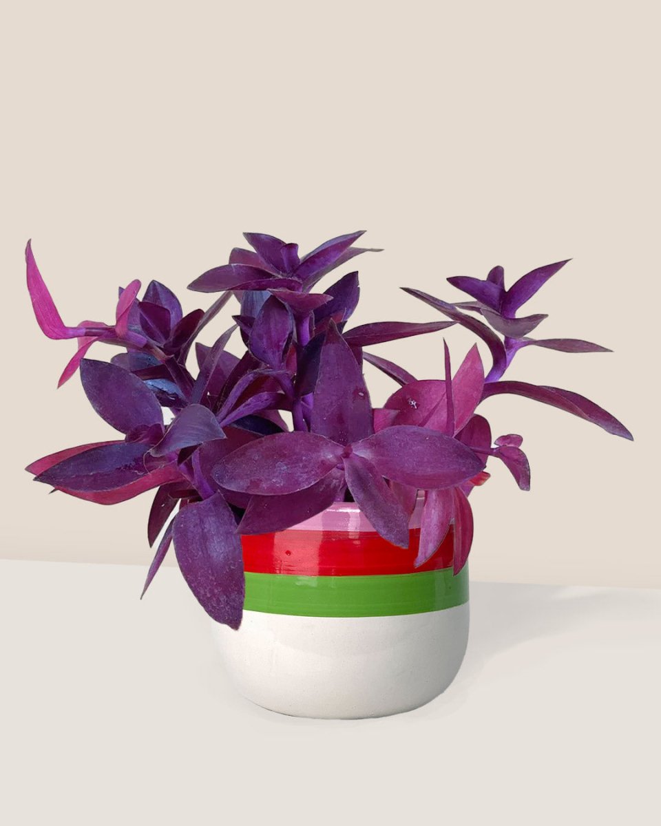 Tradescantia Pallida - poppy planter - ariel - Just plant - Tumbleweed Plants - Online Plant Delivery Singapore