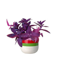 Tradescantia Pallida - poppy planter - ariel - Potted plant - Tumbleweed Plants - Online Plant Delivery Singapore