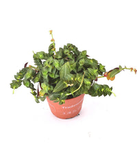 Tradescantia Tiana - plastic pot - Just plant - Tumbleweed Plants - Online Plant Delivery Singapore
