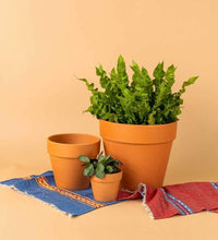Tradescantia Tiana - terracotta pot - Just plant - Tumbleweed Plants - Online Plant Delivery Singapore