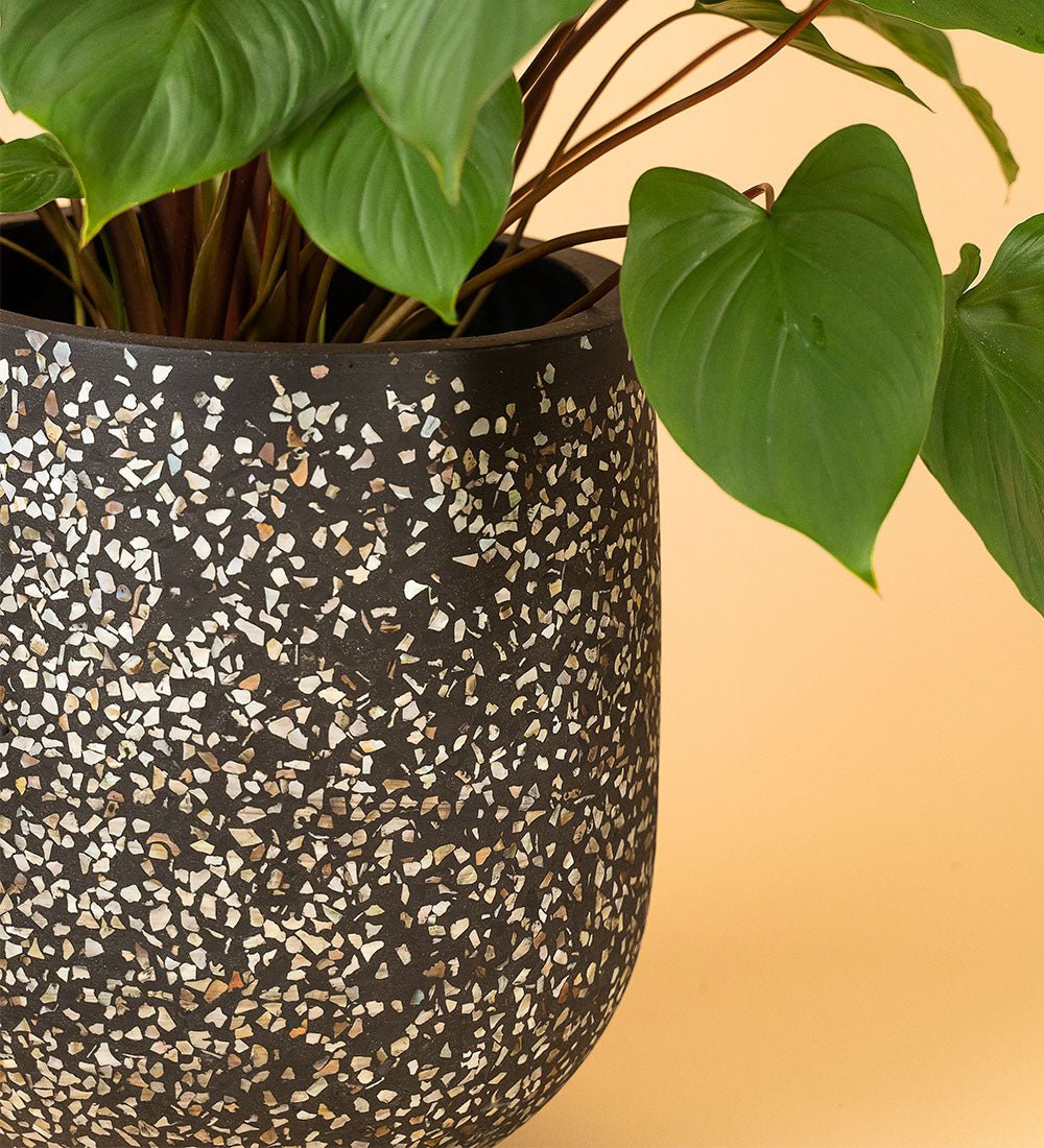 Tulip Pots - black - Pot - Tumbleweed Plants - Online Plant Delivery Singapore