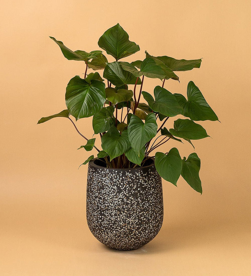 Tulip Pots - black - Pot - Tumbleweed Plants - Online Plant Delivery Singapore