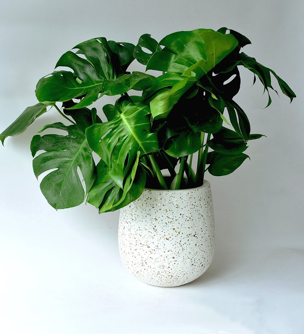 Tulip Pots - white - Pot - Tumbleweed Plants - Online Plant Delivery Singapore