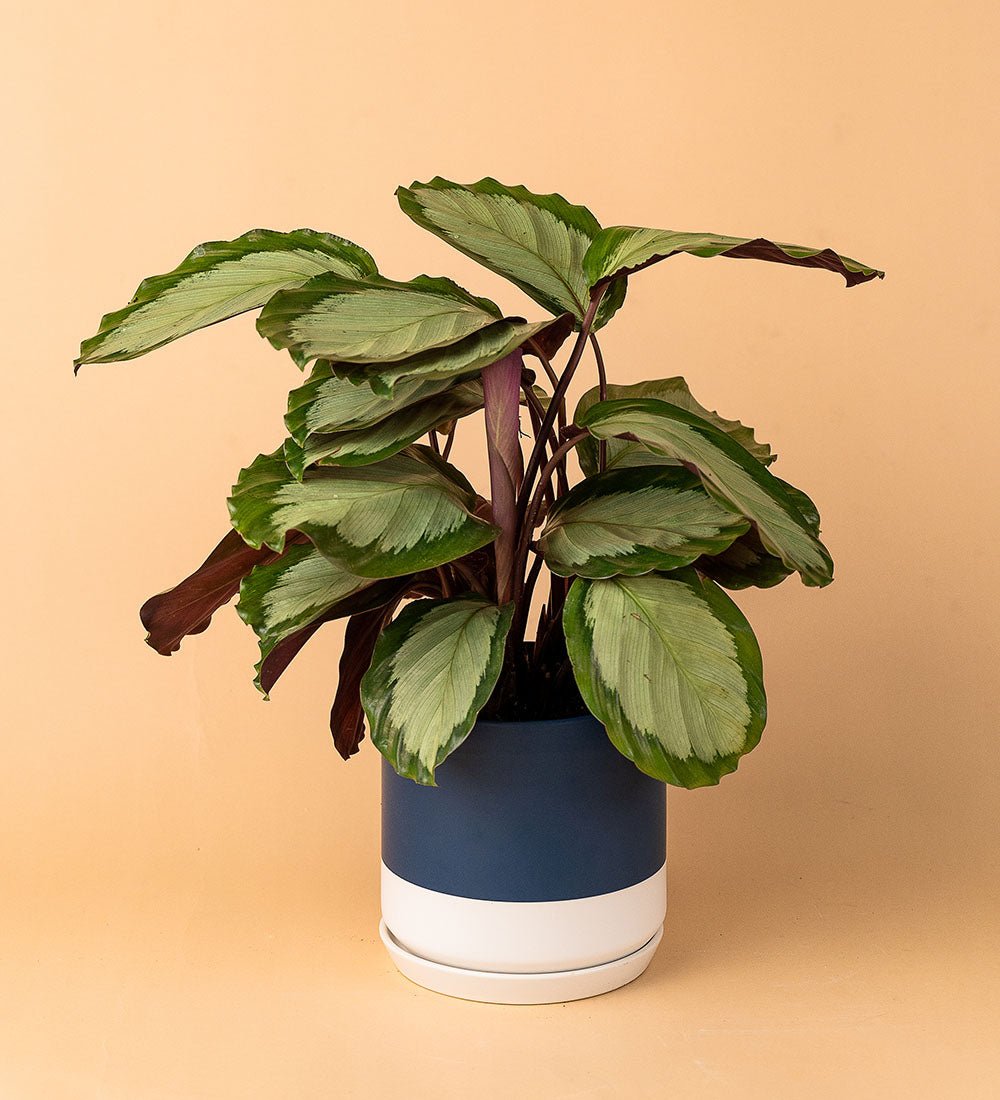 Blue White Two Tone Pot - Pot - Tumbleweed Plants - Online Plant Delivery Singapore