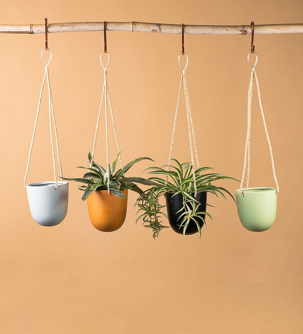 Ungasan Planters - sky - Hanging - Tumbleweed Plants - Online Plant Delivery Singapore