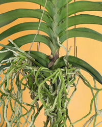 Vanda Orchid - Potted plant - Tumbleweed Plants - Online Plant Delivery Singapore