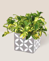 Variegated Dwarf Umbrella Tree - cement cube - Just plant - Tumbleweed Plants - Online Plant Delivery Singapore
