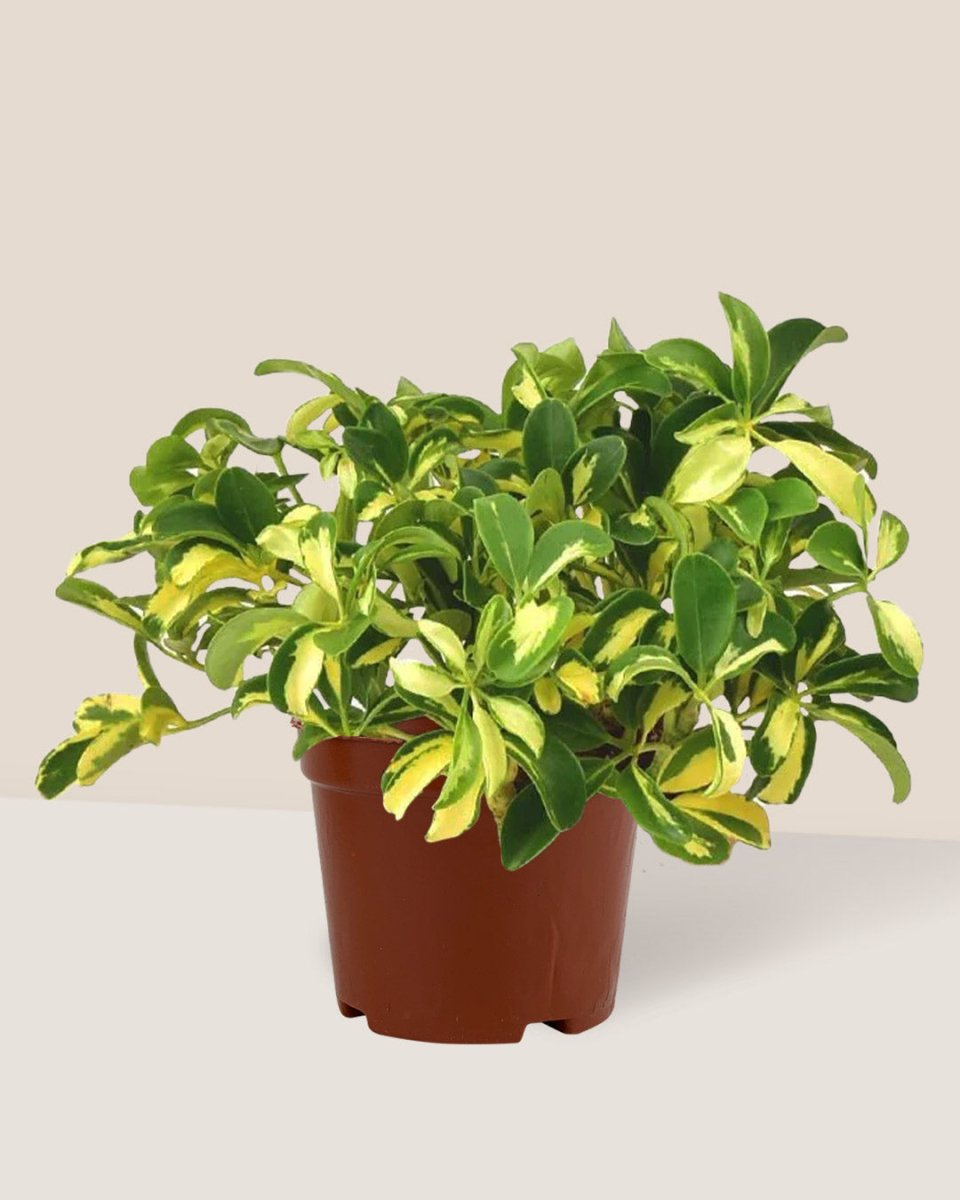 Variegated Dwarf Umbrella Tree - grow pot - Just plant - Tumbleweed Plants - Online Plant Delivery Singapore