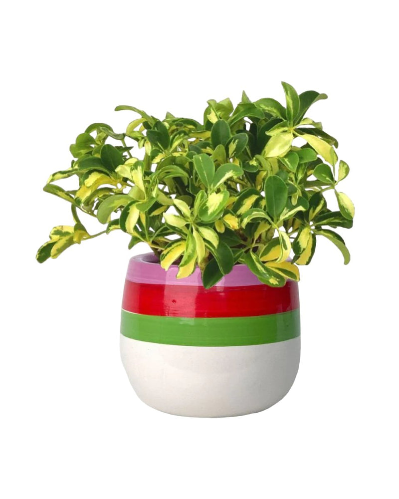 Variegated Dwarf Umbrella Tree - poppy planter - ariel - Potted plant - Tumbleweed Plants - Online Plant Delivery Singapore