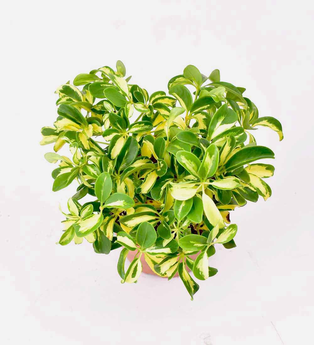 Variegated Dwarf Umbrella Tree - terracotta pot - Just plant - Tumbleweed Plants - Online Plant Delivery Singapore