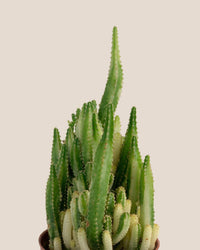 Variegated Fairy Castle Cactus - grow pot - Potted plant - Tumbleweed Plants - Online Plant Delivery Singapore