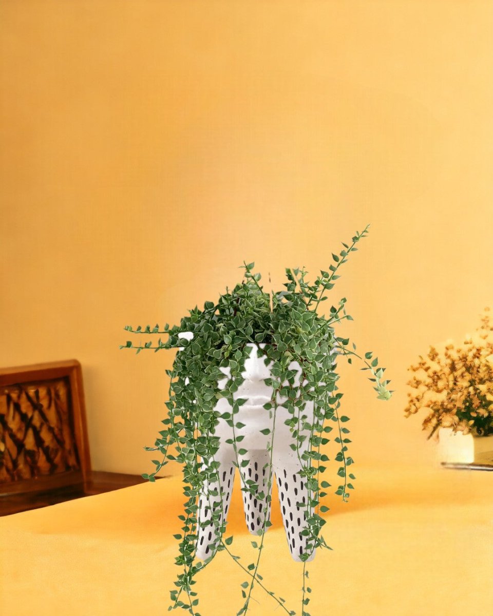 Variegated Million Hearts - misfit tripod - white - Just plant - Tumbleweed Plants - Online Plant Delivery Singapore