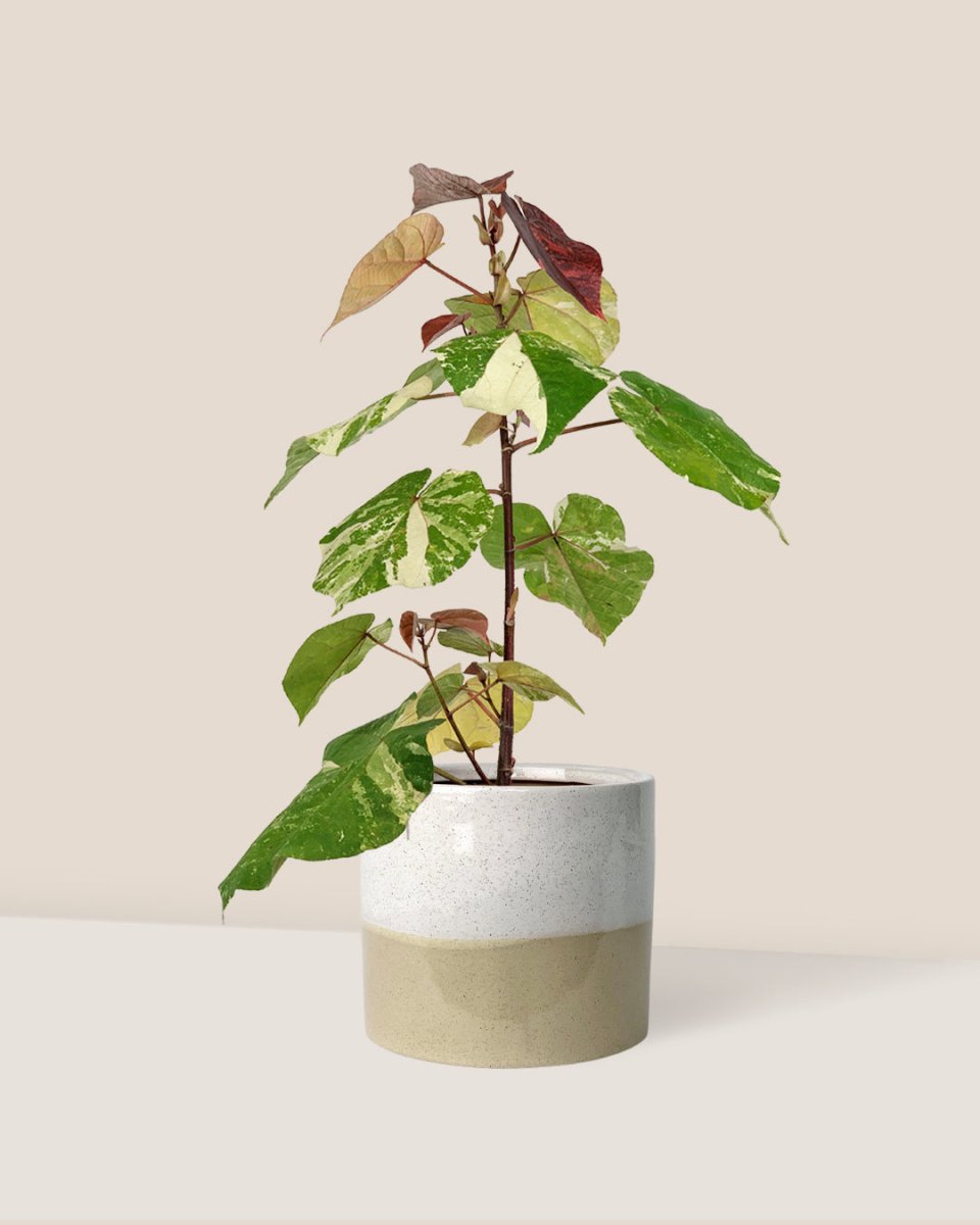 Variegated Sea Hibiscus - cream two tone pot - Potted plant - Tumbleweed Plants - Online Plant Delivery Singapore