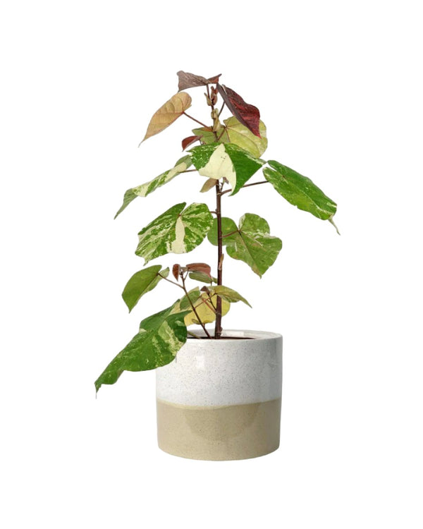 Variegated Sea Hibiscus - cream two tone pot - Potted plant - Tumbleweed Plants - Online Plant Delivery Singapore