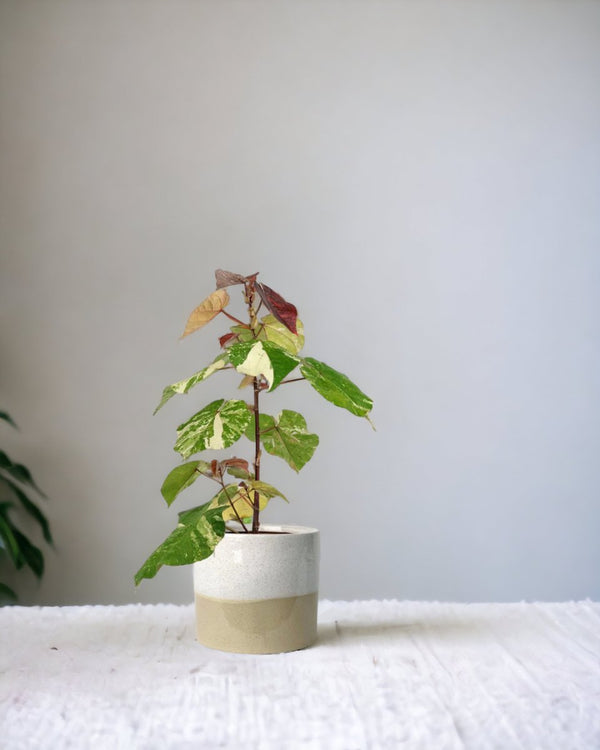 Variegated Sea Hibiscus - cream two tone pot - Potted plant - Tumbleweed Plants - Online Plant Delivery Singapore