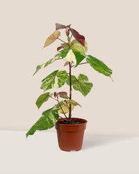 Variegated Sea Hibiscus - grow pot - Potted plant - Tumbleweed Plants - Online Plant Delivery Singapore