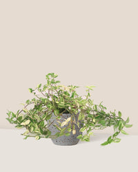 Variegated Wandering Jew - egg pot - small/grey - Just plant - Tumbleweed Plants - Online Plant Delivery Singapore
