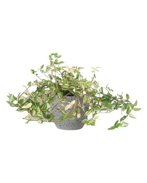Variegated Wandering Jew - egg pot - small/grey - Just plant - Tumbleweed Plants - Online Plant Delivery Singapore
