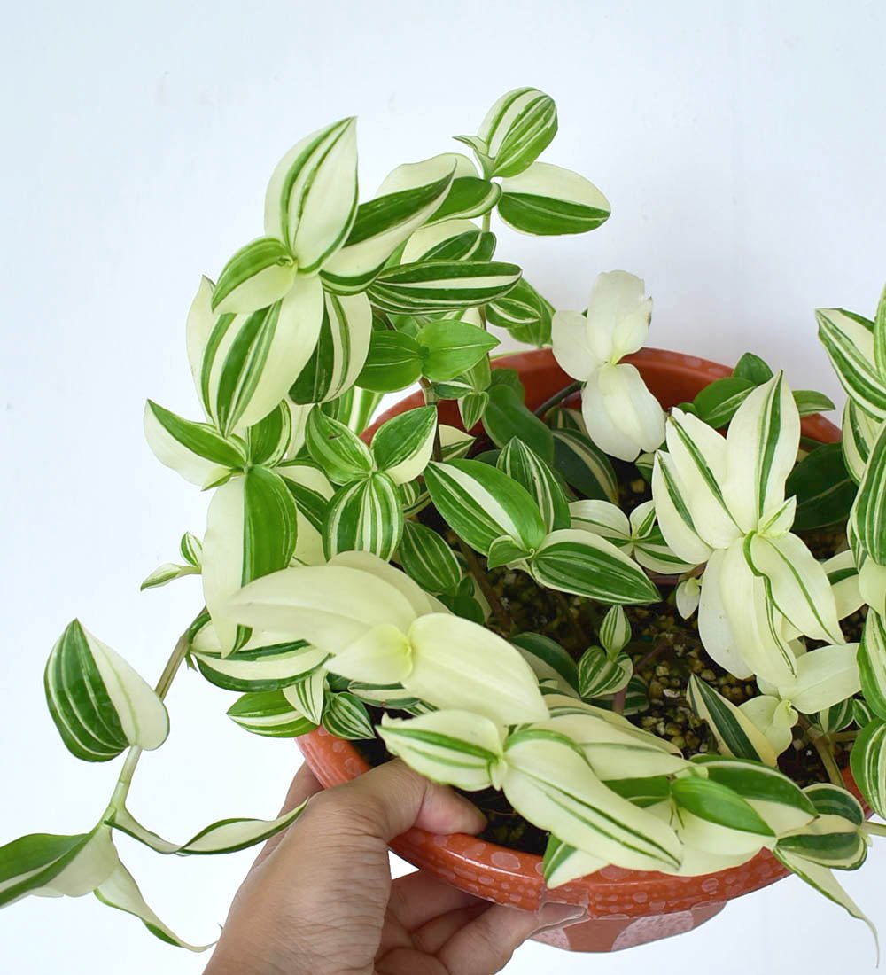 Variegated Wandering Jew - Buy Potted plant Online Tumbleweed Plants Wandering Jew Plant