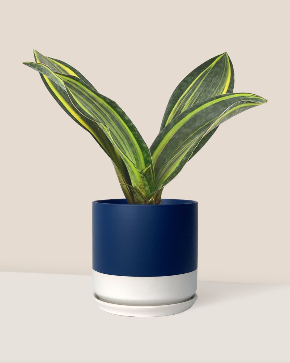 Variegated Whale Fin Sansevieria - blue white two tone pot - Just plant - Tumbleweed Plants - Online Plant Delivery Singapore