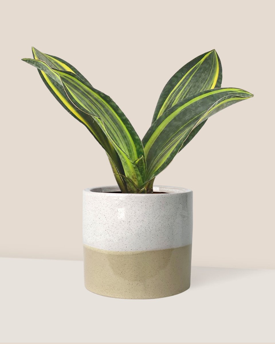Variegated Whale Fin Sansevieria - cream two tone planter - Just plant - Tumbleweed Plants - Online Plant Delivery Singapore