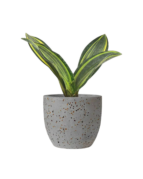 Variegated Whale Fin Sansevieria - egg pot - small/grey - Just plant - Tumbleweed Plants - Online Plant Delivery Singapore