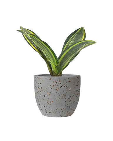 Variegated Whale Fin Sansevieria