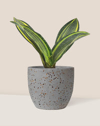 Variegated Whale Fin Sansevieria - egg pot - small/grey - Just plant - Tumbleweed Plants - Online Plant Delivery Singapore