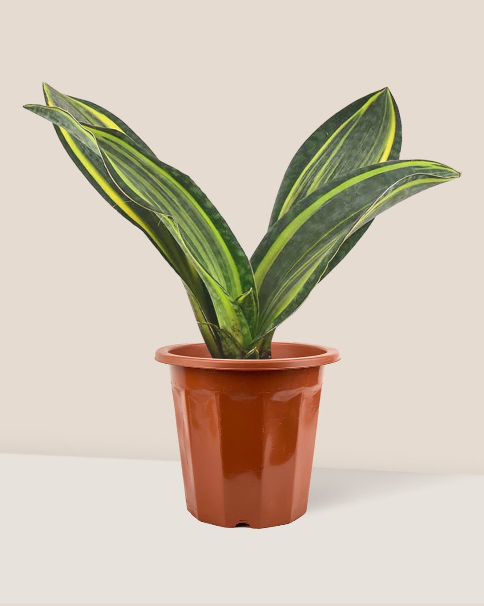 Variegated Whale Fin Sansevieria - grow pot - Just plant - Tumbleweed Plants - Online Plant Delivery Singapore