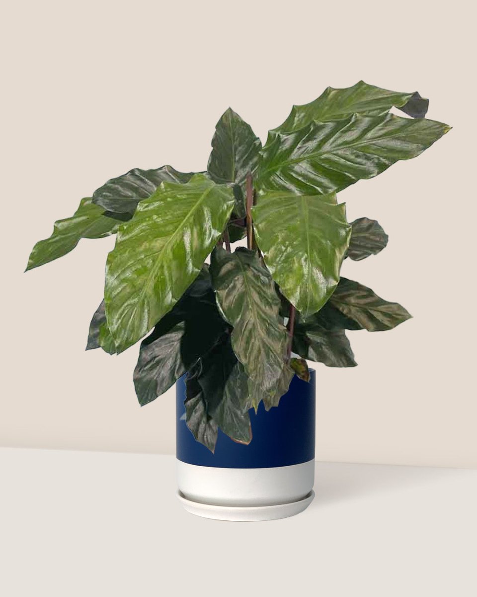 Velvet Calathea - blue white two tone pot - Just plant - Tumbleweed Plants - Online Plant Delivery Singapore