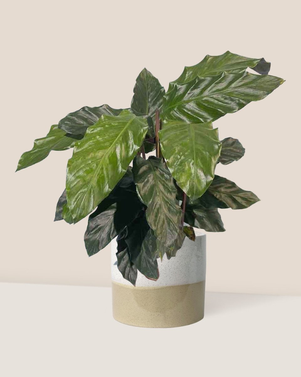 Velvet Calathea - cream two tone planter - Just plant - Tumbleweed Plants - Online Plant Delivery Singapore