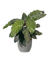 Velvet Calathea - egg pot - small/grey - Just plant - Tumbleweed Plants - Online Plant Delivery Singapore