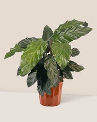 Velvet Calathea - grow pot - Just plant - Tumbleweed Plants - Online Plant Delivery Singapore