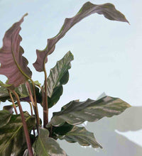 Velvet Calathea - terracotta pot - Just plant - Tumbleweed Plants - Online Plant Delivery Singapore