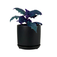 Velvet Plant Mini