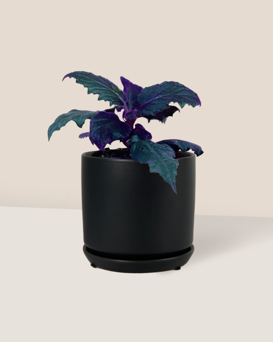 Velvet Plant - little cylinder black with tray - Just plant - Tumbleweed Plants - Online Plant Delivery Singapore