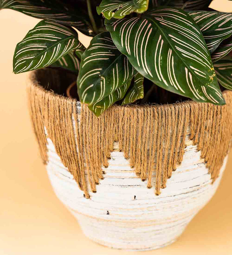 Viti Planter - small - Pot - Tumbleweed Plants - Online Plant Delivery Singapore
