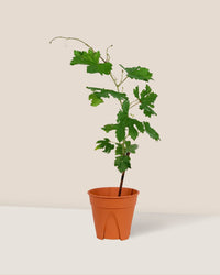 Vitis Vinifera - Grapes - grow pot - Potted plant - Tumbleweed Plants - Online Plant Delivery Singapore