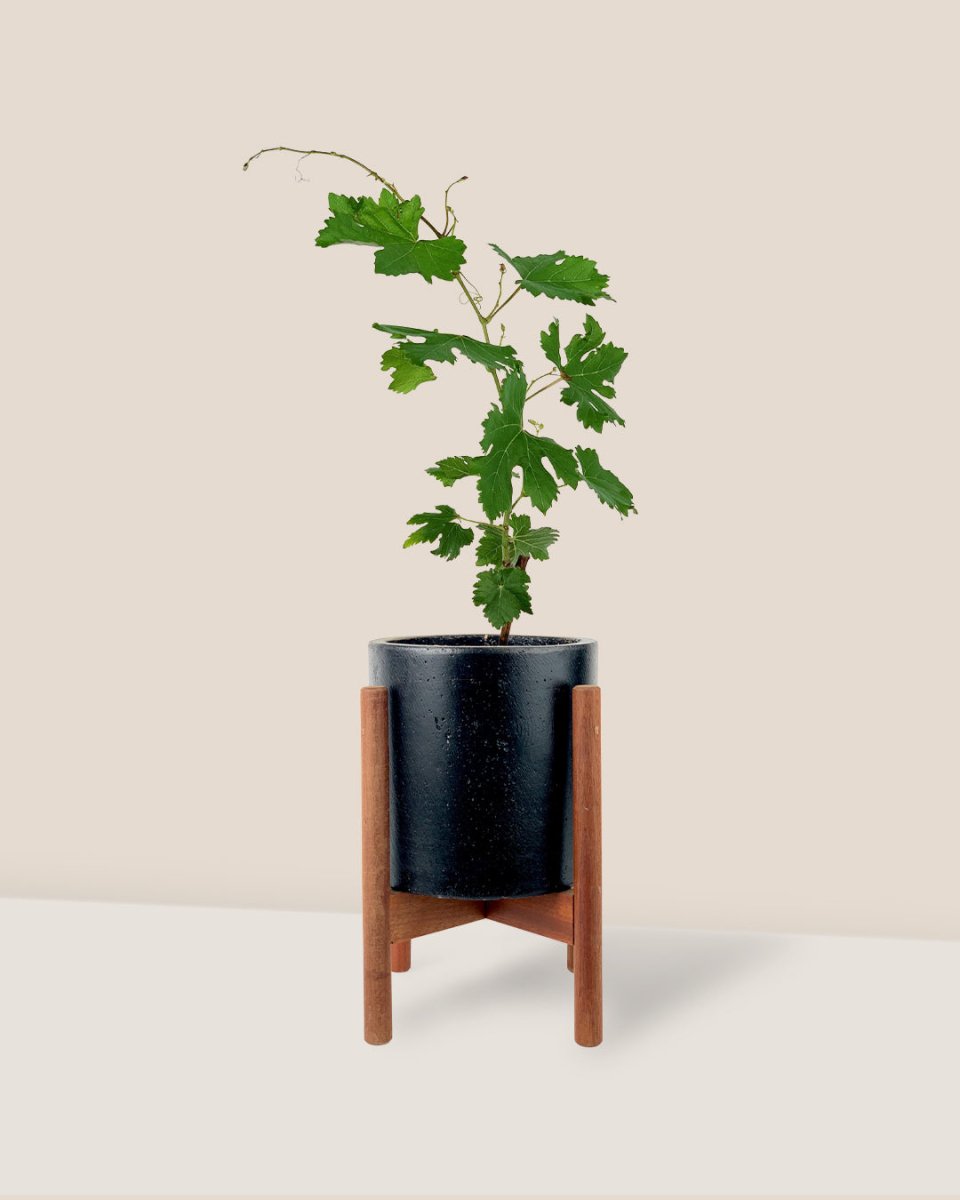 Vitis Vinifera - Grapes - mid century stand - small/black - Potted plant - Tumbleweed Plants - Online Plant Delivery Singapore