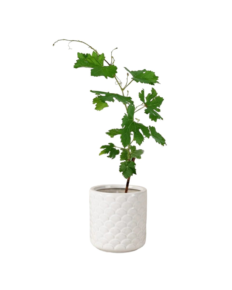 Vitis Vinifera - Grapes - scales planter - Potted plant - Tumbleweed Plants - Online Plant Delivery Singapore