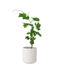 Vitis Vinifera - Grapes - scales planter - Potted plant - Tumbleweed Plants - Online Plant Delivery Singapore