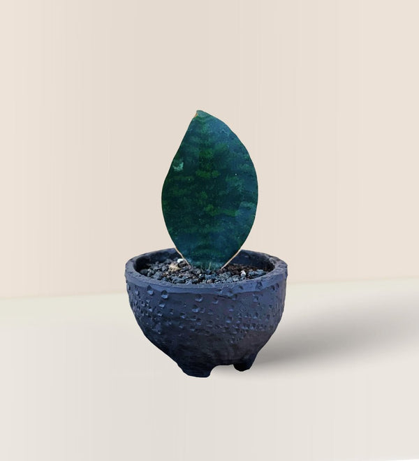 Wabi Sabi Coal Planter - Pot - Tumbleweed Plants - Online Plant Delivery Singapore