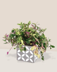 Wandering Jew - cement planter - Potted plant - Tumbleweed Plants - Online Plant Delivery Singapore