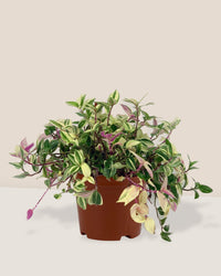 Wandering Jew - grow pot - Potted plant - Tumbleweed Plants - Online Plant Delivery Singapore