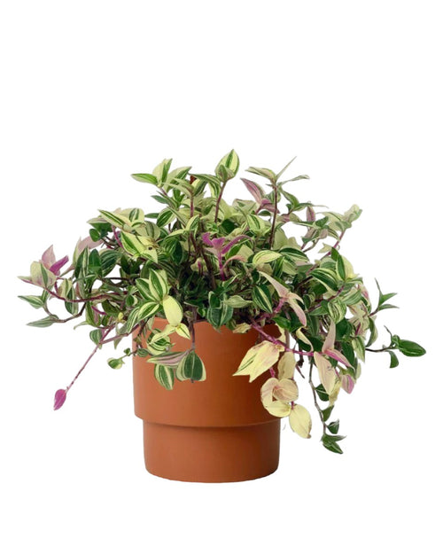 Wandering Jew - misfits grey moustache man - Potted plant - Tumbleweed Plants - Online Plant Delivery Singapore