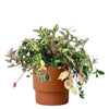 Wandering Jew