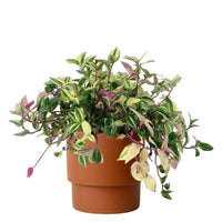 Wandering Jew