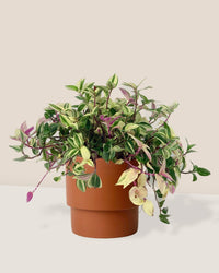 Wandering Jew - plinth pot - chestnut - Potted plant - Tumbleweed Plants - Online Plant Delivery Singapore