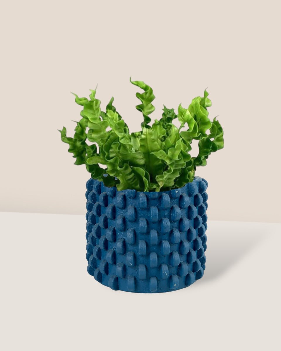 Wavy Bird's Nest Fern - carter planters - small - Potted plant - Tumbleweed Plants - Online Plant Delivery Singapore